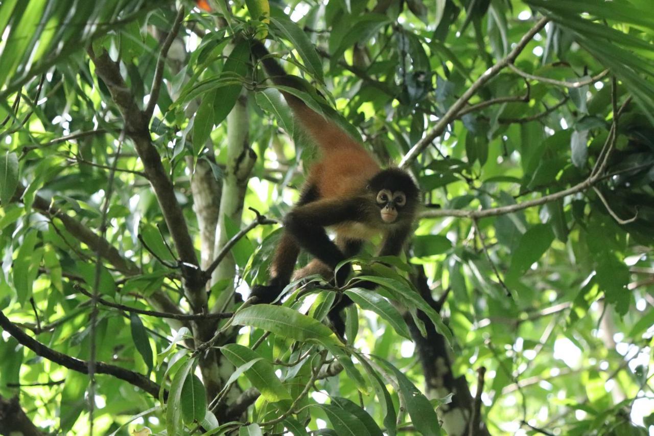 Four Monkeys Eco Lodge Jungle & Beach - The House Cabo Matapalo Eksteriør bilde
